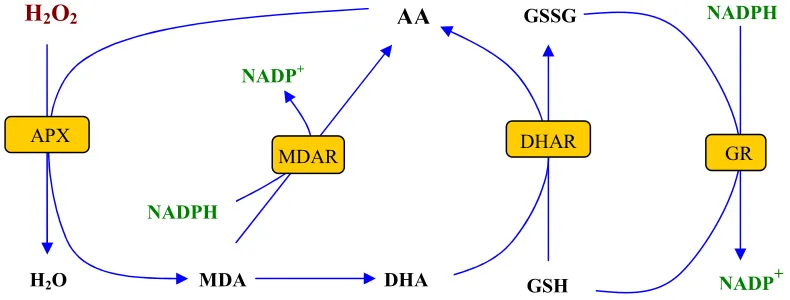 Figura 2. Cicle ascorbat-glutatió. S’inicia amb la reducció de H2O2 per part de l’ascorbat peroxidasa (APX), que utilitza com a donant d’electrons l’ascorbat (AA) que s’oxida formant monodehidroascorbat (MDHA)