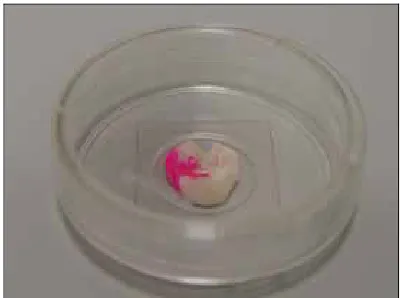 Fig.15. Soportes para muestras en microscopía confocal. 