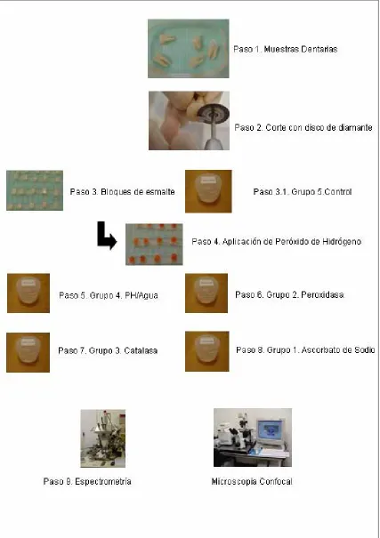 Fig.20. Diagrama de diseño experimental. 