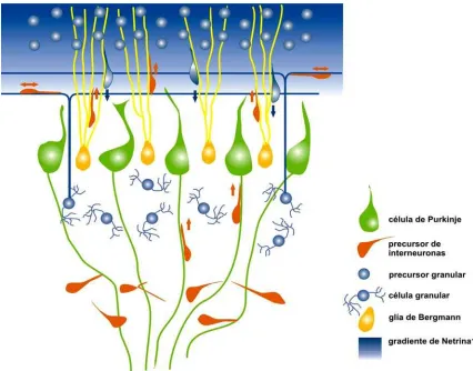 Figura 40. Migración de las interneuronas inhibidoras durante el desarrollo postnatal de la corteza cerebelar.La población celular de la sustancia blanca del cerebelo continúa proliferando durante la etapa postnatal del cerebelo y 