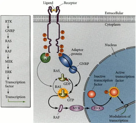 Fig. 4. Esquema de la vía RTK. El ligando se une al receptor causando su dimerización y la consi-guiente autofosforilación