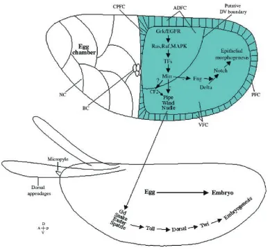 Fig. 7. El intercambio de señales entre el oocito y las células foliculares posicionan las expresiones de mirr y pipe en sus respectivos dominios formando el futuro eje del embrión