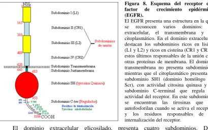 Figura 8. Esquema del receptor del factor de crecimiento epidérmico (EGFR). El EGFR presenta una estructura en la que 