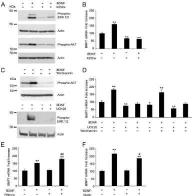 Figure 3. BDNF induces BMP7 expression through TrkB receptor and MAP kinase/ERK pathway