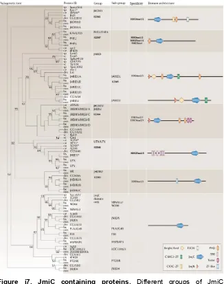 Figure i7. JmjC containing proteins. Different groups of JmjC 