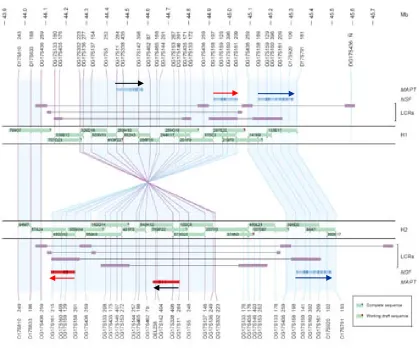 FIGURE 1 | 900-kb inversion polymorphism detected in human chromosome 17. Inversion breakpoints 