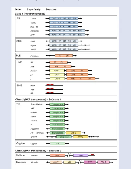 FIGURE 4 | Classification and structure of TEs. Colored boxes represent coding regions contained within TE sequences