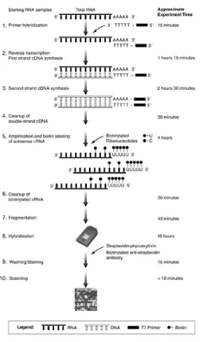 FIGURE profiling.double stranded cDNA is synthesized adding a T7 promoter at the 3’ end