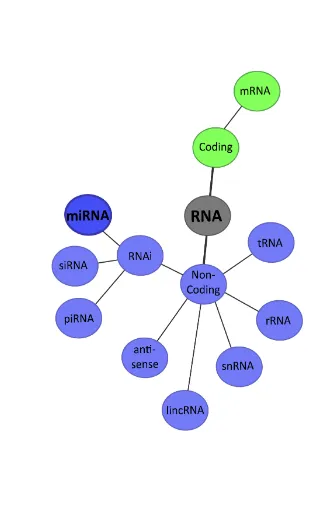 Figure 1. Diverse classes of RNAs.   tRNA, transfer ribonucleic acid; rRNA,ribosomal ribonucleic acid; snRNA,small nuclear ribonucleic acid;  lincRNA,long intergenic non-coding ribonucleic acid; RNAi,Interference RNAs; piRNA,piwi-interecting  ribonucleic acid; siRNA, short-interfering ribonucleic acid andmiRNA, micro ribonucleic acid.
