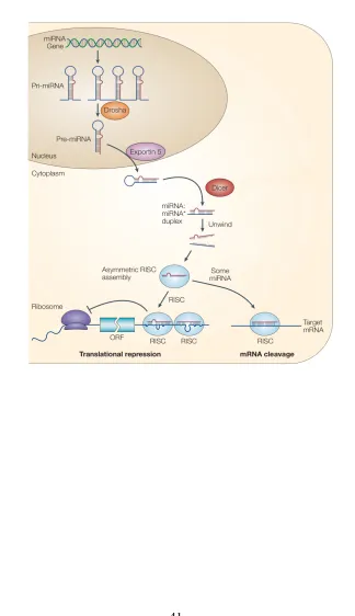 Figure  3.  The  miRNA biogenesis  pathway.  Canonical  pathway  of  animalmiRNA processing