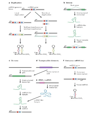 Figure 6. Genomic sources of novel miRNA genes. (a) Novel miRNA genes canemerge by local or non-local duplication of existing miRNA genes