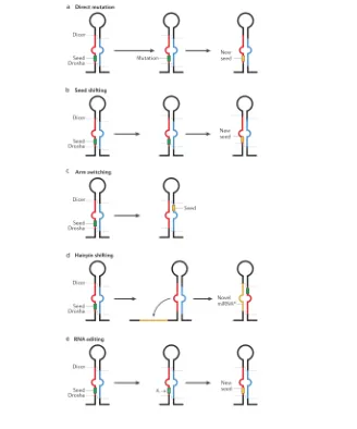 Figure 8.  Diversification of  miRNA genes. (a) Mutations that affect the maturemiRNA sequence can directly lead to changes in the target repertoire: specifically,if they give rise to a new seed sequence (yellow)