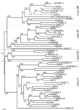 Figure�7����Phylogenetic�neighborhood�analysis�of�known�SnRK2�proteins�from�different�plants.�ZmSnRK2.8�aligns�in�the�ABA�responsive�SnRK2�subgroup�next�to�SnRK2.6�from�Arabidopsis�and�SAPK8�from�rice.��