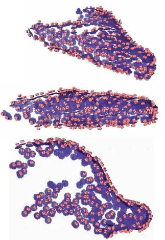 Figure 4.4. Different views of orientated naps (pale red) and the membrane immediately under it (purple) used for subtomogram averaging one one M