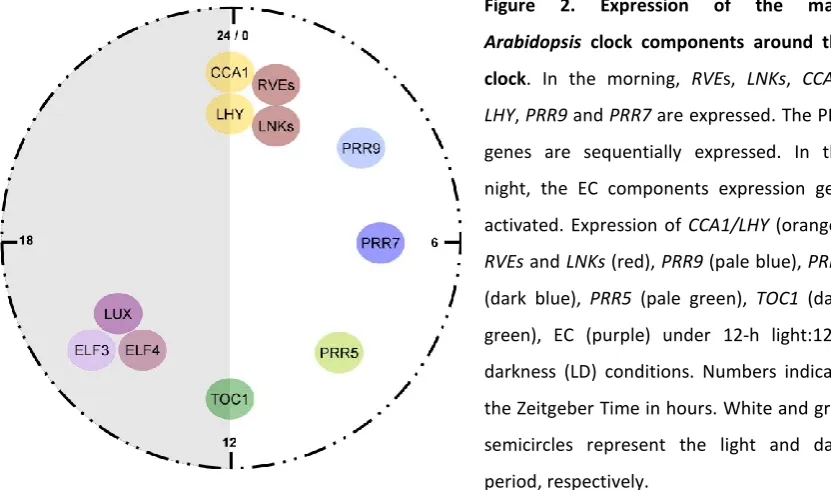 Figure 2. Expression of the main 