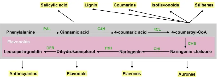 Figure 5. Schematic view of some branches deriving from phenylpropanoid metabolism. PAL, 