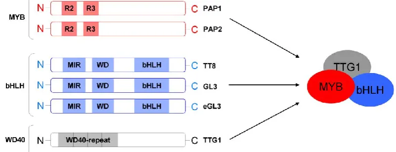 Figure 6. MBW complexes involved in anthocyanin production. Schematic representation of the MYB, 