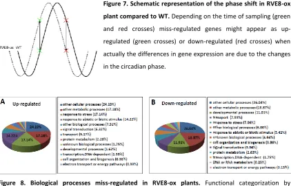 Figure 8. Biological processes miss-regulated in RVE8-ox plants. Functional categorization by annotation (GO Biological Processes) of genes up-regulated ( ) and down‐regulated (B) in RVE8‐ox