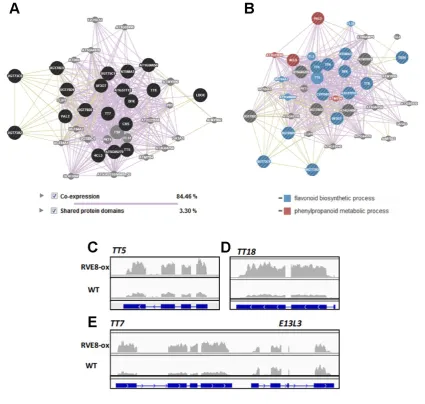 Figure 9. The anthocyanin biosynthetic pathway is miss-regulated in RVE8-ox plants. ( ) Co‐expression 