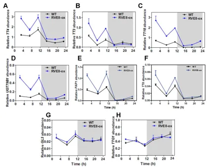 Figure 11. Up-regulation of anthocyanin biosynthetic genes in RVE8-ox plants. Time course analysis by 