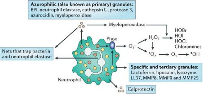 Figure 6. Neutrophils deliver multiple anti-microbial molecules [67]. 