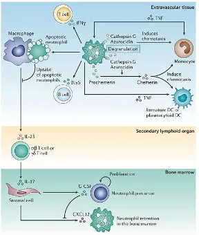 Figure 7. Neutrophils interact with monocytes, dendritic cells, T cells and B cells in a bidirectional, multi-compartmental manner [67]