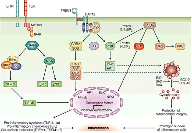Figure 8. Schematic presentation of the role of TREM1 in inflammatory responses [91].  
