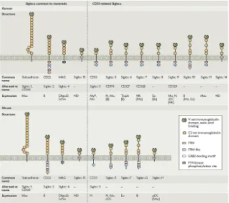 Figure 9. Siglec-family proteins in humans and rodents [122].pDCs, plasmacytoid dendritic cells; Schw, Schwann cells; Troph, trophoblasts