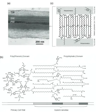 Figure 3. Suberin macromolecular structure under TEM and proposed models for suberin macromolecular assembly