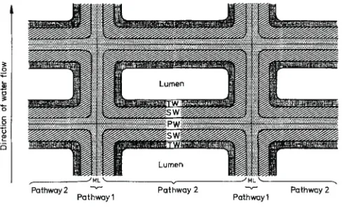 Figure 5. Schematic drawing of a cross-section of a periderm membrane indicating the two different pathways of water movement.scale