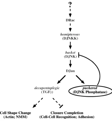 Figure 11. JNK Signalling Cascade. During dorsal closure the JNK signalling is activated in the 