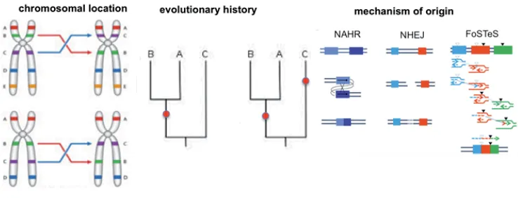 Figure 1 - Classification of inversions – Left panel contains schematic representations of a pericentric (top) and recurrent (right) inversion event in the evolutionary history of species A,B,C