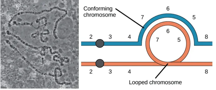 Figure 4 – Suppression of recombination - Left, inversion causing chromosomal loop during meiosis in inversion heterozygote