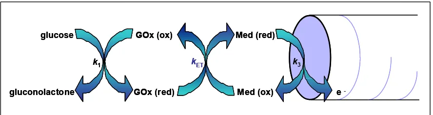 Figure V.2 illustrates the systematic increase of electrocatalytic currents for the Ose mediator as the concentration of GOx increases