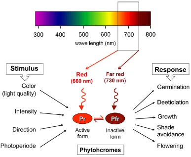 Figure 1:  Phytochromes photoreceptors. Phytochromes percept mainly R and 