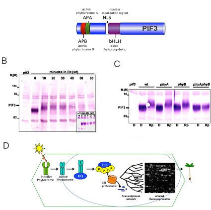 Figure 3: Photoactiveted phytochromes induce PIF3 degradation . (Adapted from Al-