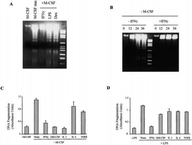 Figure 2. IFNγ Protects Macrophages against