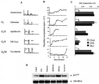 Figure 6. TheMacrophagesBoundaryattheG 1/Sthat Expressp21 Waf1 BecomeRe-sistant to the Apoptotic Stimuli