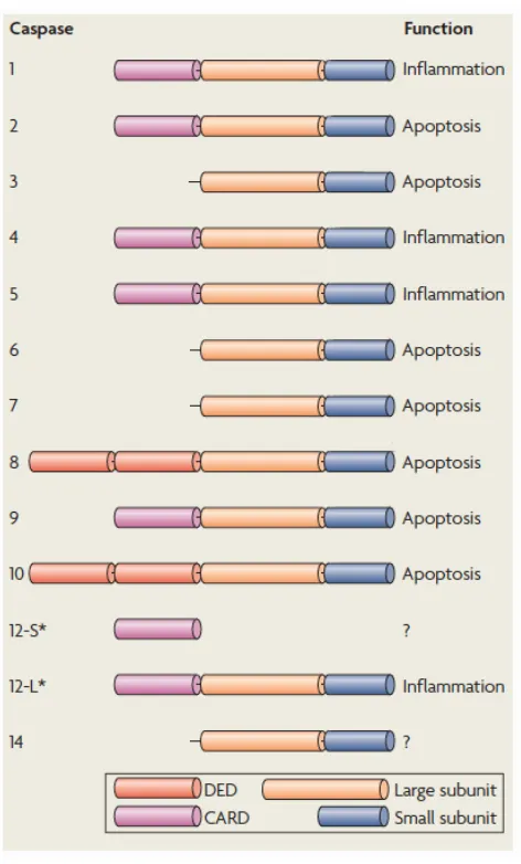 Figure 3. The caspases. Structure of the different caspases involved in apoptosis and inflammation (taken from Taylor et al, 2008)