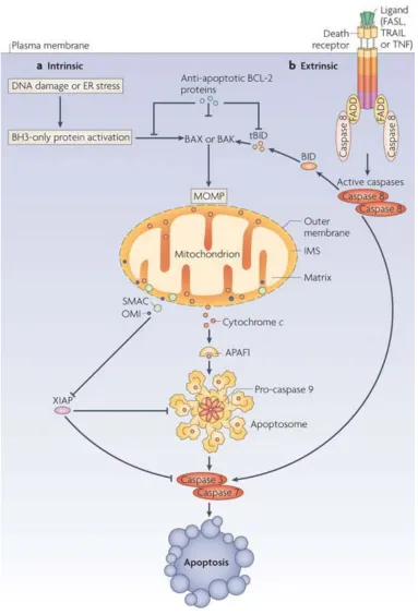 Figure 5. Intrinsic representation of the extrinsic pathway of apoptosis with binding of death ligands to death receptors, subsequent activation of caspase-8, which results in the activation of caspases-3/-7 and commitment to apoptosis (taken from Tait and