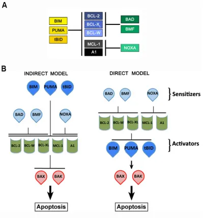 Figure 7. Models of interaction between the BCL-2 family members. (A) BH3-onlyVousden, 2007).Representation of the two proposed models for BH3-onlywith anti-apoptotic proteins in a selective manner (modified from Adams and Cory, 2007)