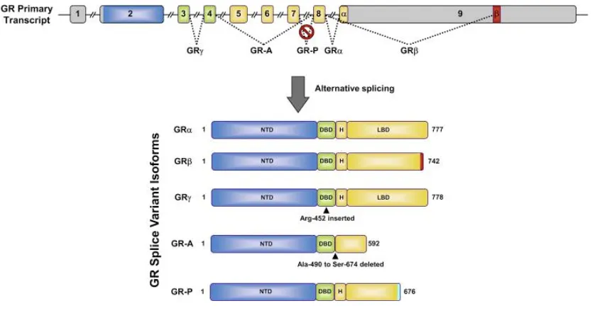 Figure 9. GR isoforms generated by alternative splicing. The human GR primary transcript is composed 