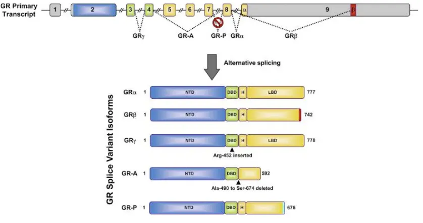 Figure 9. GR isoforms generated by alternative splicing. The human GR primary transcript is composed 