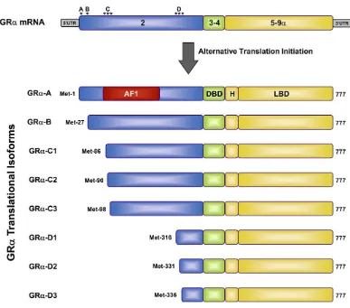 Figure 10. GRα isoforms that are generated by alternative translation initiation and sites of post-translational modification