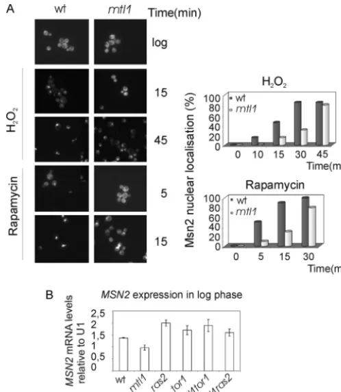 FIGURE 2. Msn2 regulation in different mutants.nentially in logarithmic phase and normalized with respect to the valuesobtained using a A, shown is the Msn2 loca-tion in response to hydrogen peroxide and rapamycin