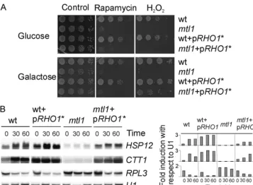 FIGURE 6. Hyperactivation of Rho1 restoresnot in response to rapamycin.-fold induction normalized with respect to the corresponding mtl1 cell viability, transcriptional induction being depen-dent on Msn2 and the ribosomal gene transcription in mtl1 cells i