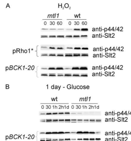 FIGURE 8. Mtl1 is involved in signaling both oxidative stress caused byhydrogen peroxide and glucose starvation to the protein kinase Slt2through elements of the Rho1 and Bck1 cell integrity pathways
