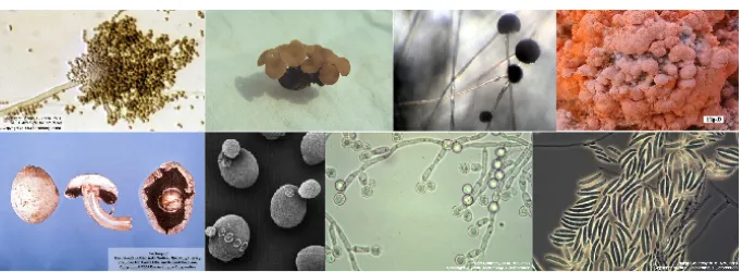 Figure 1.1: Example of fungal species.Images were taken from the Dr.Fungus webpage(http://www.doctorfungus.org/)