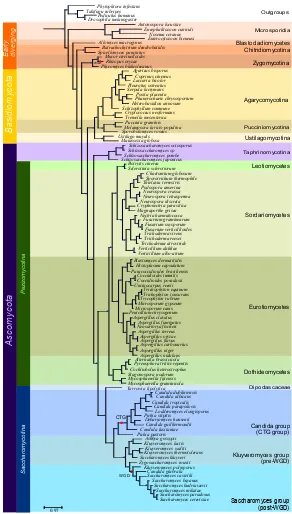 Figure 1.2: Fungal species tree containing 102 completely sequenced fungal species and fouroutgroups