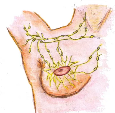 Figura 1.2:  Red linfática de la glándula mamaria 